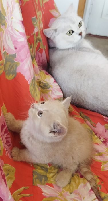 Шотландские котята.
