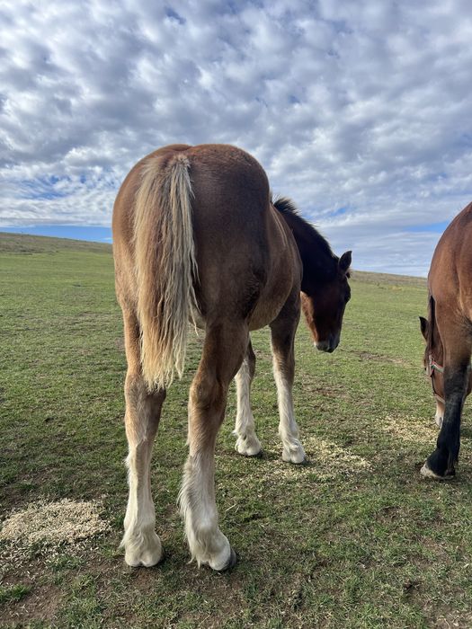 Vand manza de 5 luni