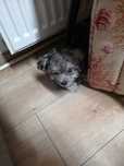 Bichon Maltez 2 luni