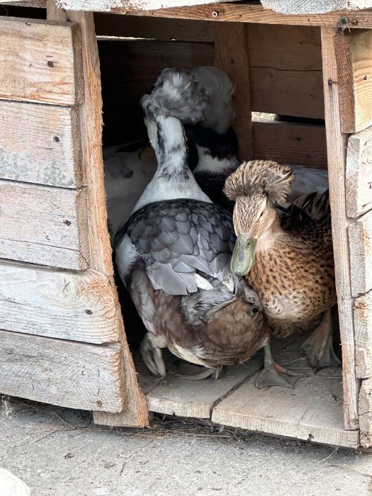 Vând cocoși rațe și ratoi