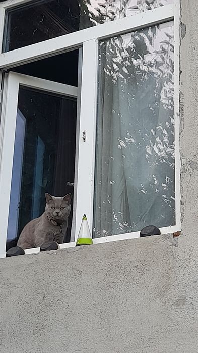 BRITISH Shorthair..