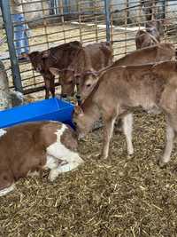 Vand 40 vitei metis, charolais, limousin