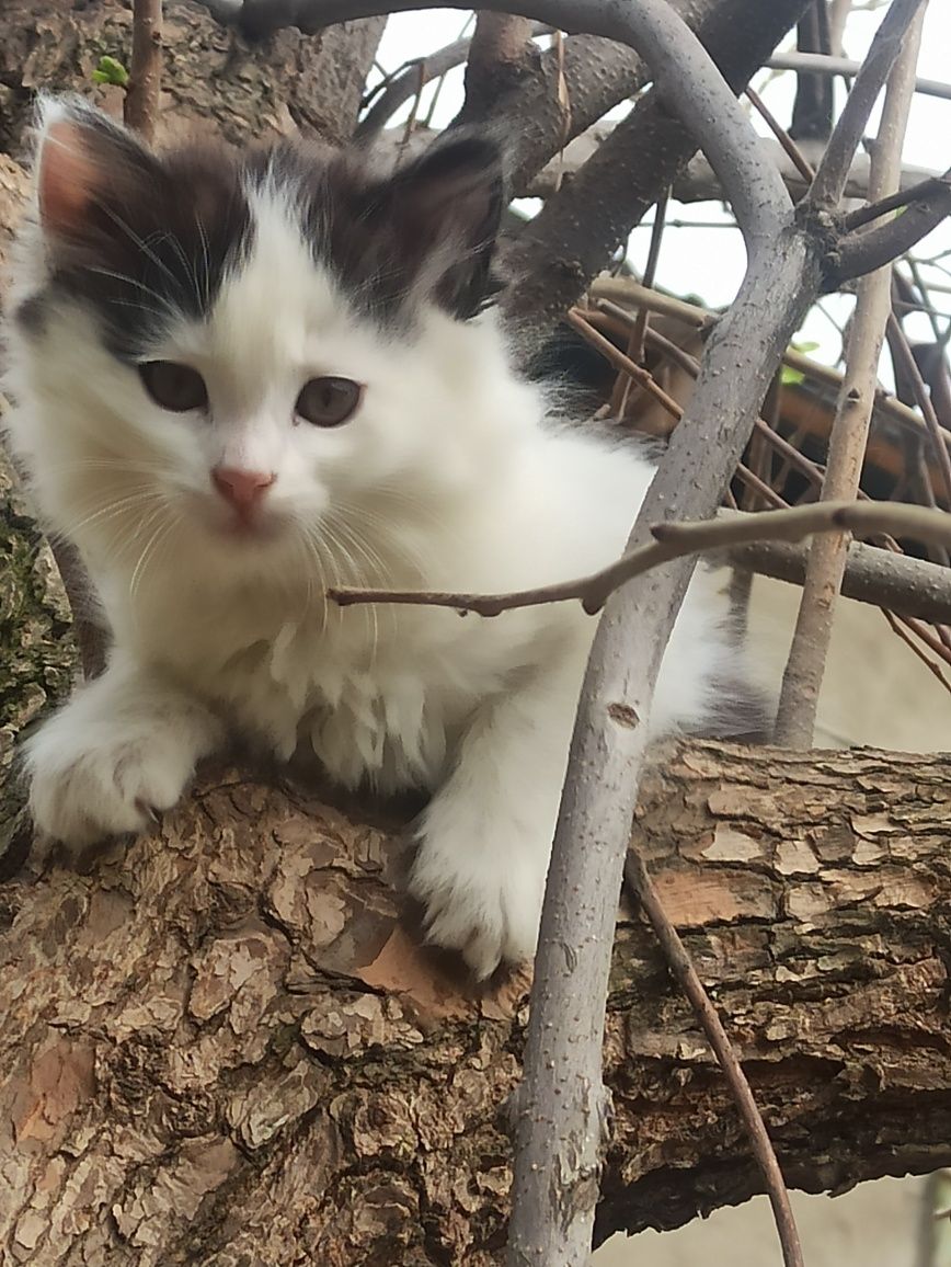 Котята чистыекровный порода персидский