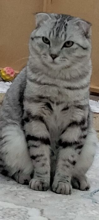 Продам кота вислоухий