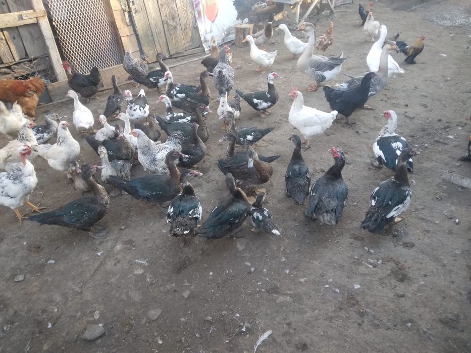 Vând rațe leșești