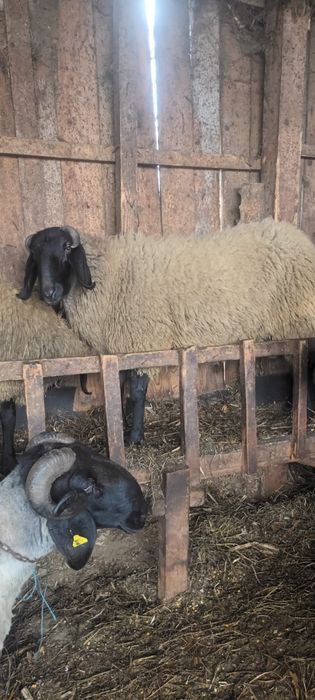 Vând berbeci rasa țigaie sârbească