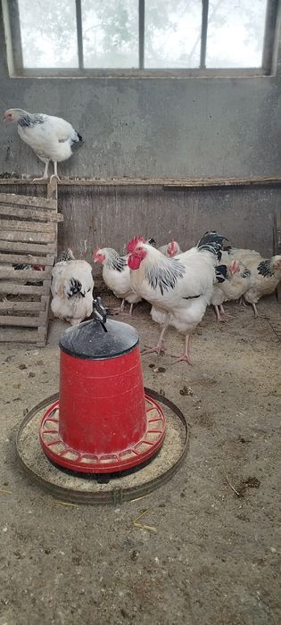 Vând sussex herminat deschis