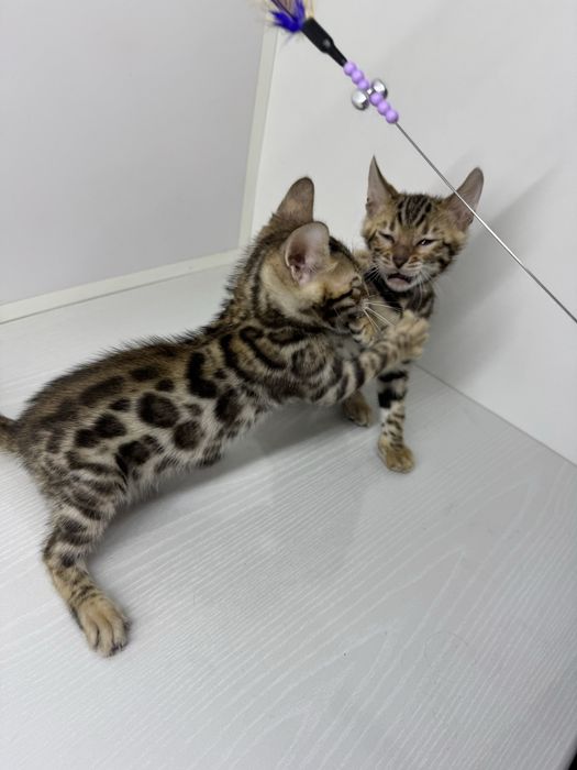 Бенгальская кошка