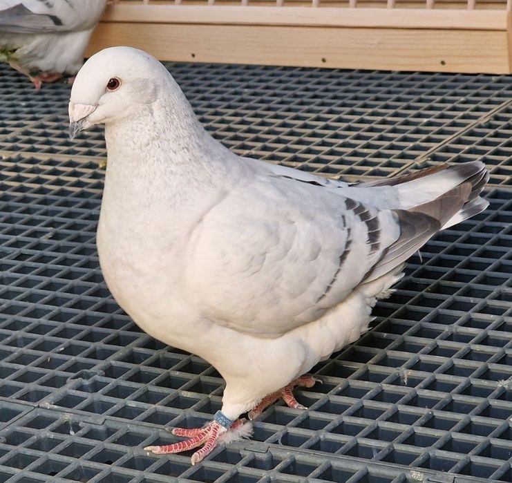 Porumbei Voiajorul românesc de frumusețe