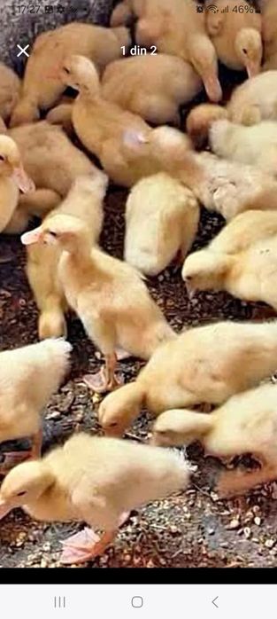 Vindem pui de carne pui rasă mixtă rate gaini albe și gaini roși .