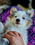 Sheltie - Shetland Sheepdog