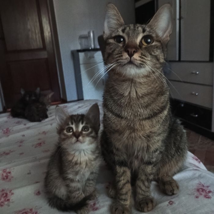 Милая кошачьи семья ищет хозяев