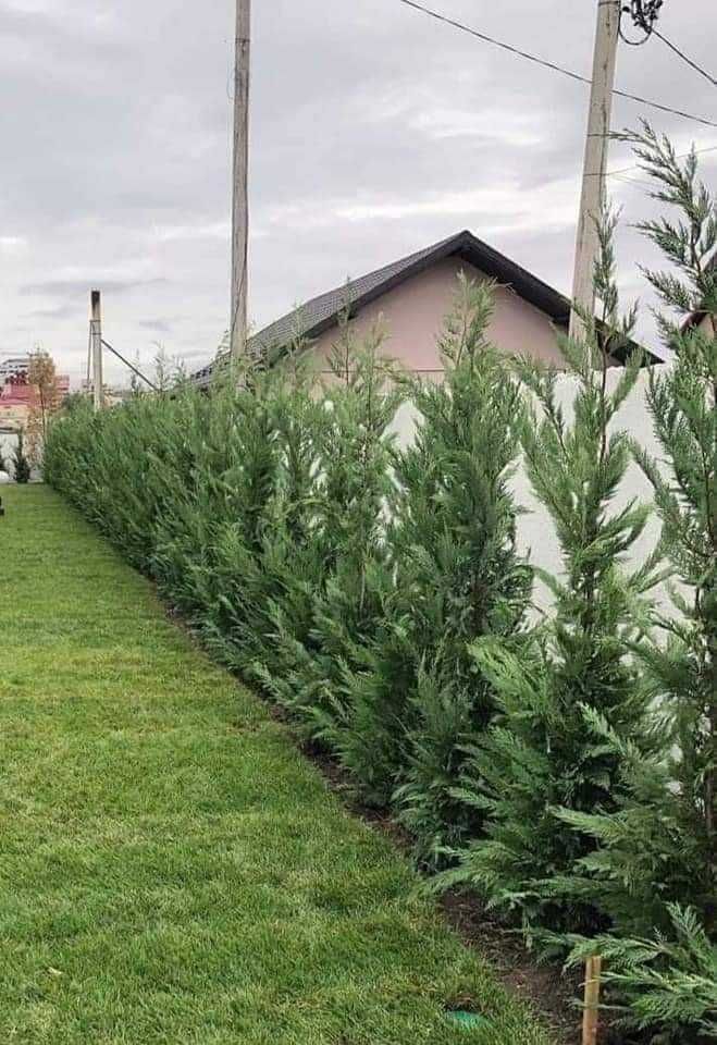 Leylandii Cupressocyparis: Perfect între Frumusețe și Versatilitate