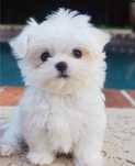Bichon Maltez  B