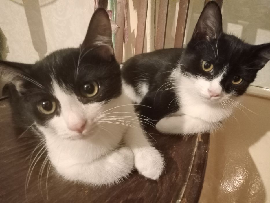 Котята в хорошие руки!