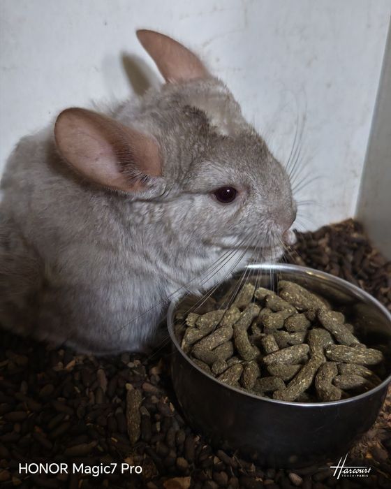 Две бебета чинчилки