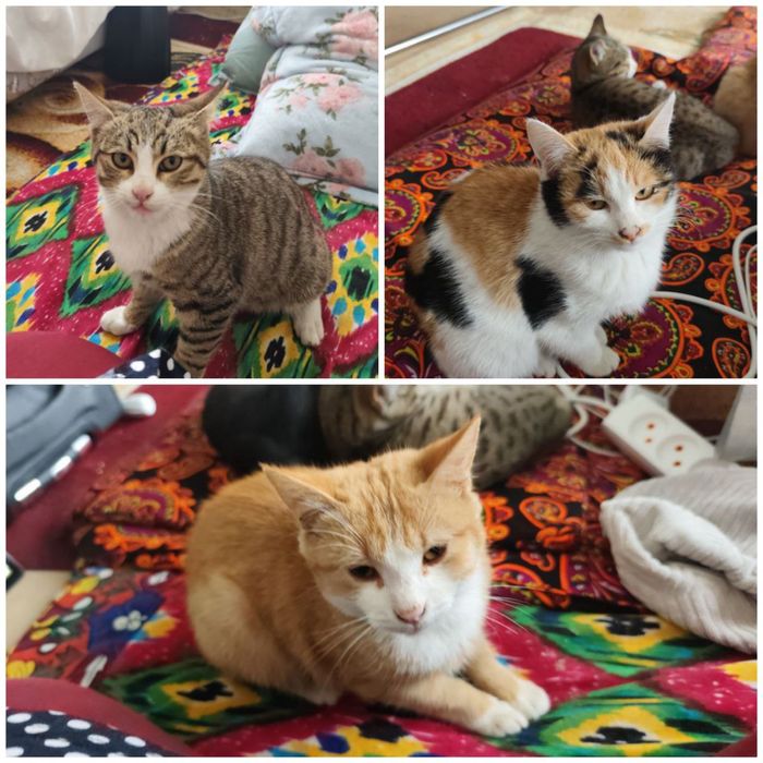 Котята в добрые руки!