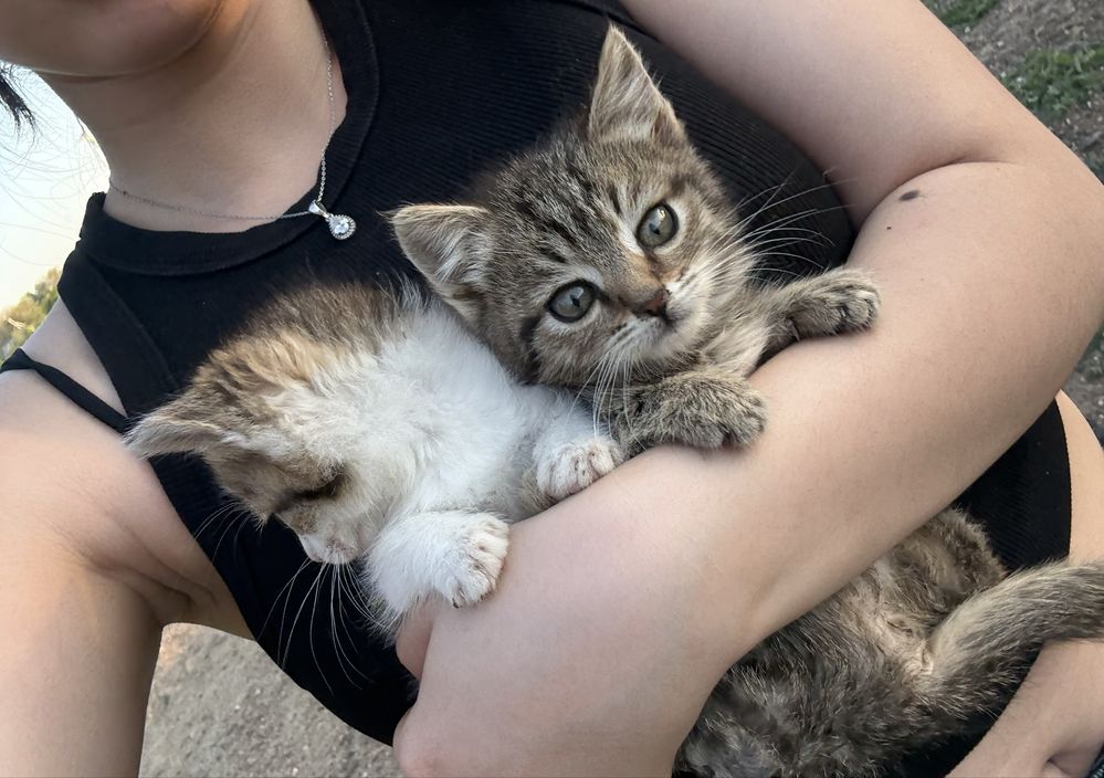 Котята в добрые руки