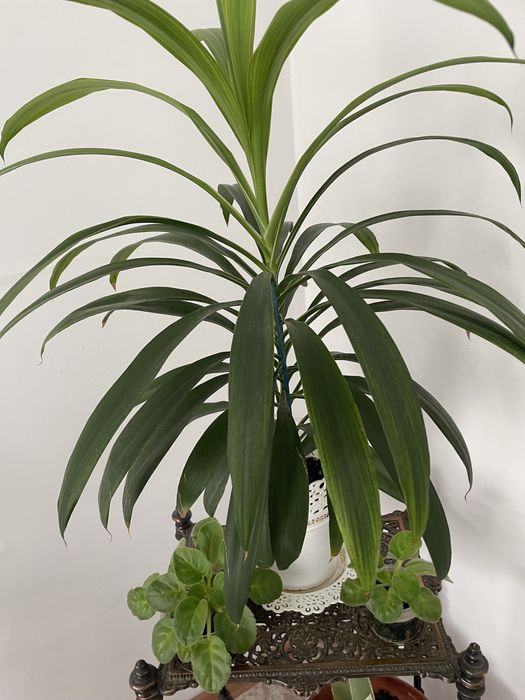 Продам комнатные цветы