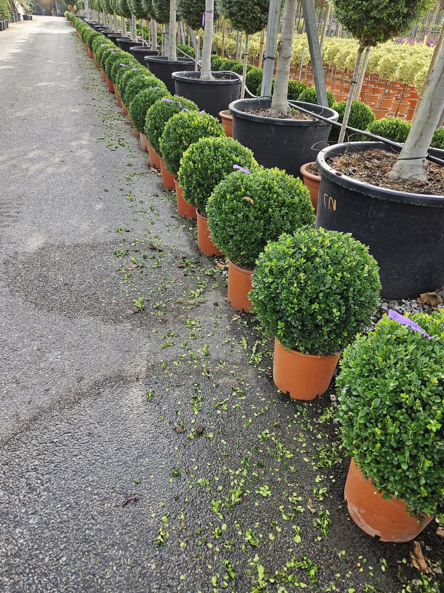 Buxus con și globular toate dimensiunile