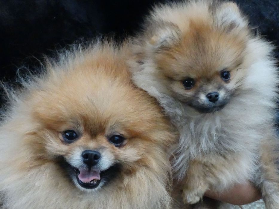 Уникални померани