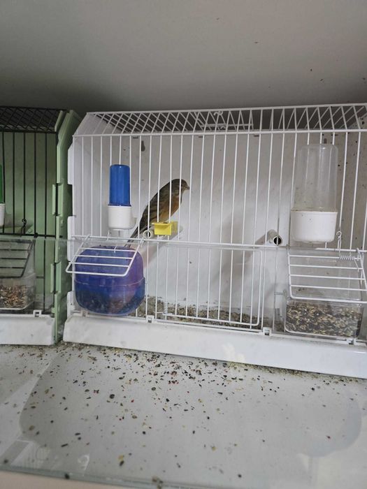 Canari de vanzare