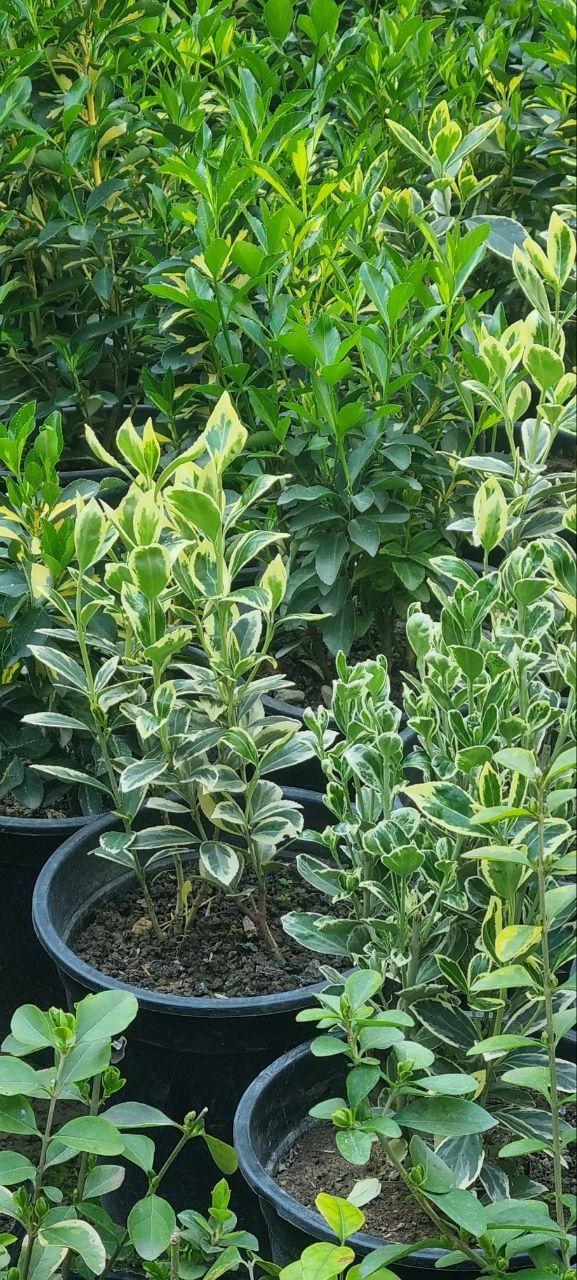 Kustarnik - Enomius Japonica