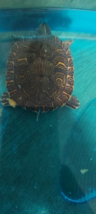 Vand broască țestoasă