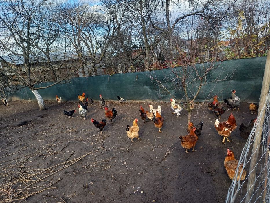 Vand cocosi de anul acesta! 40 lei/ buc