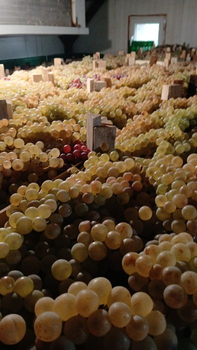 Ceasla, Striguri de masa, Camera frigorifica, Panciu, Vrancea, direct