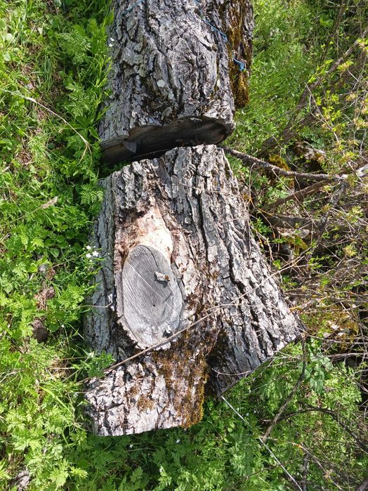 Сух Орехов материал