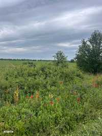 Teren in suprafata de 11.000mp Clinceni-Ordoreanu ilfov