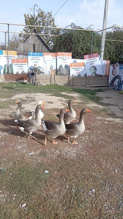 Продаю гусей крупный серый