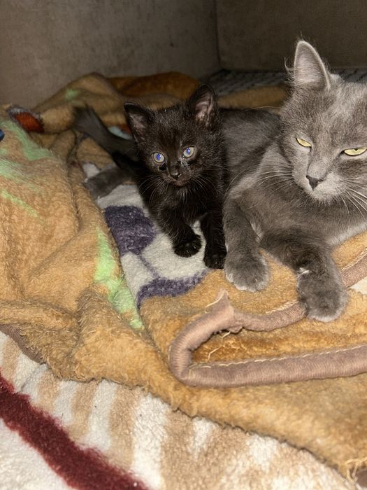 Отдам котят в добрые руки