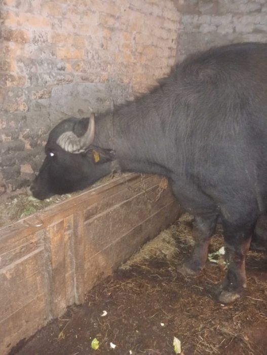 Bivoliță de vânzare. 9000 Lei negociabil.