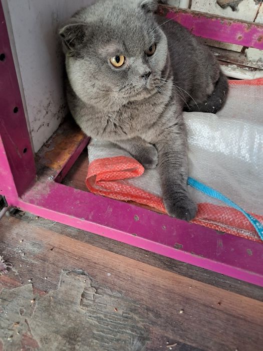 Кот барон скоттиш фолд серого окраска