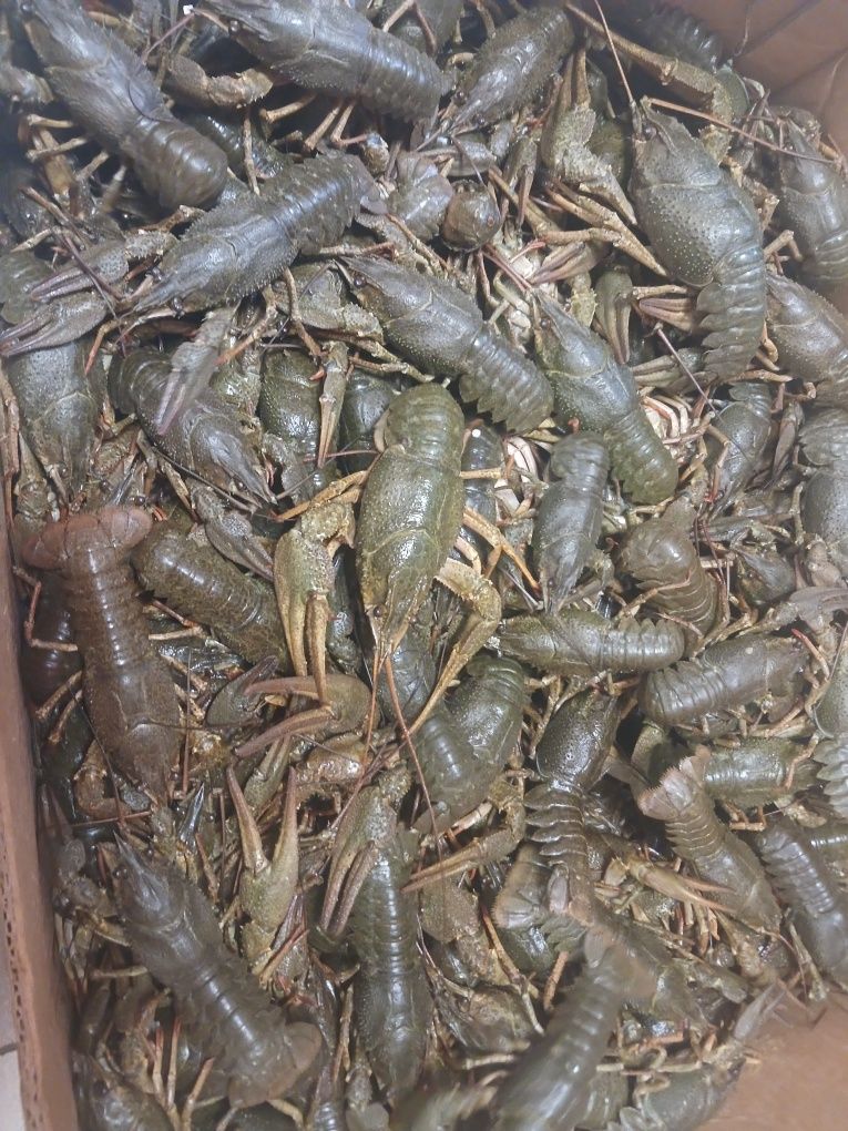 Продаём рака 3500