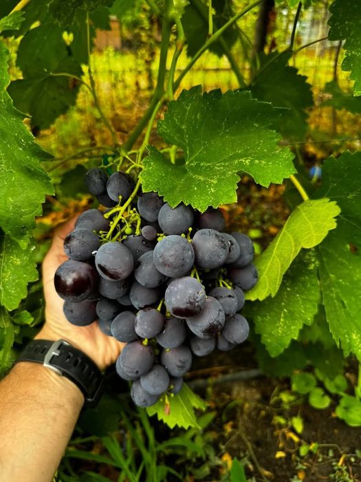 Vând vita de vie soiuri noi struguri de masa