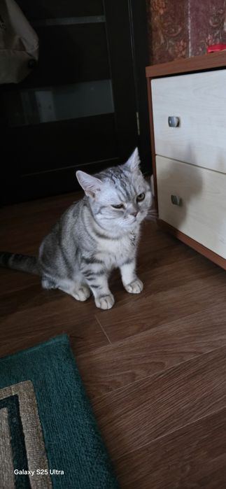 Котёнок британский 7 месяцев