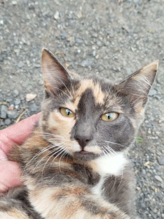 Отдам котят в хорошие руки