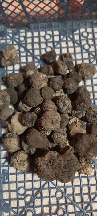 Gasite cu sudoare doar cu ajutorul cateilor,trufe negre