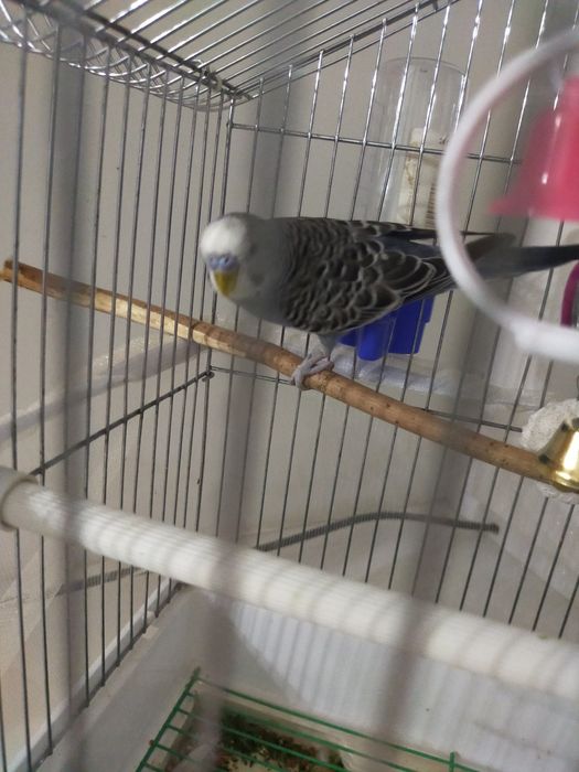 Продам попугаев волнистые