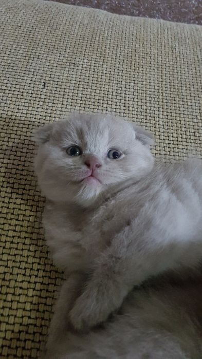 Продаются Шотландские чистокровные котята