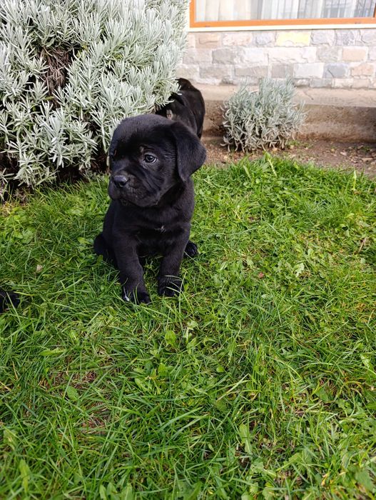 Кане Корсо кученца