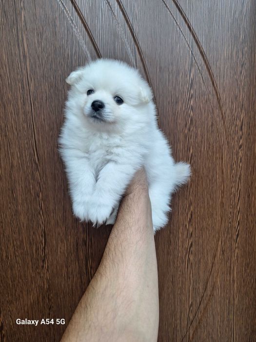 Малки бели Померани