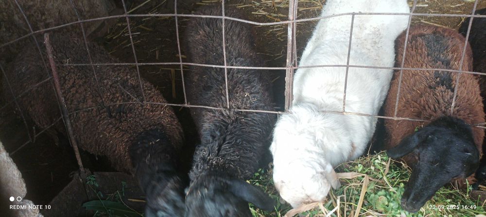 Qo'y qo'chqorlar sotiladi, Куй кучкорлар сотилади qoy, qochqor