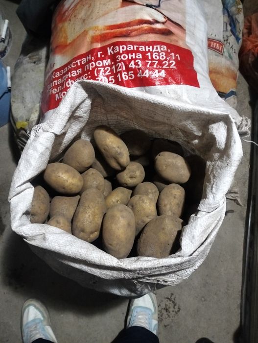 Картошка  жалаңаш