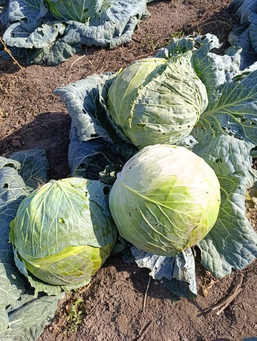 Продам капусту для засолки
