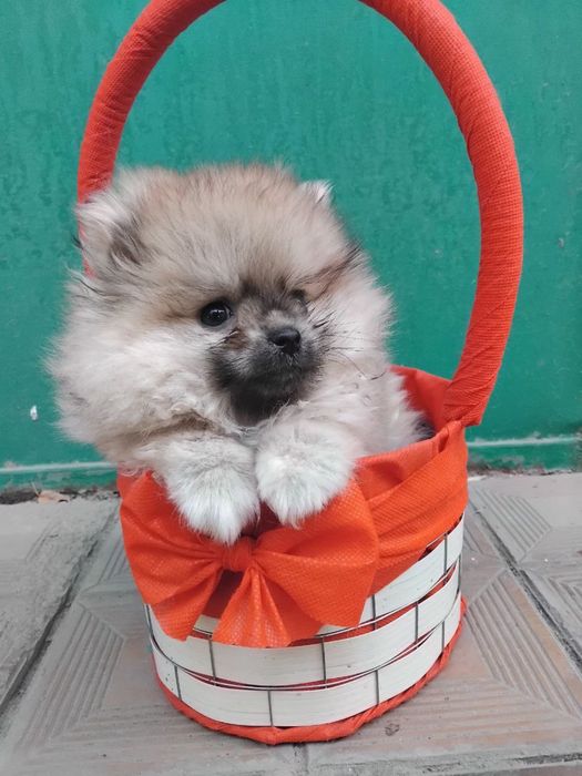 Щенок немецкого шпица