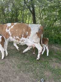 Vaca de vanzare recent fătată